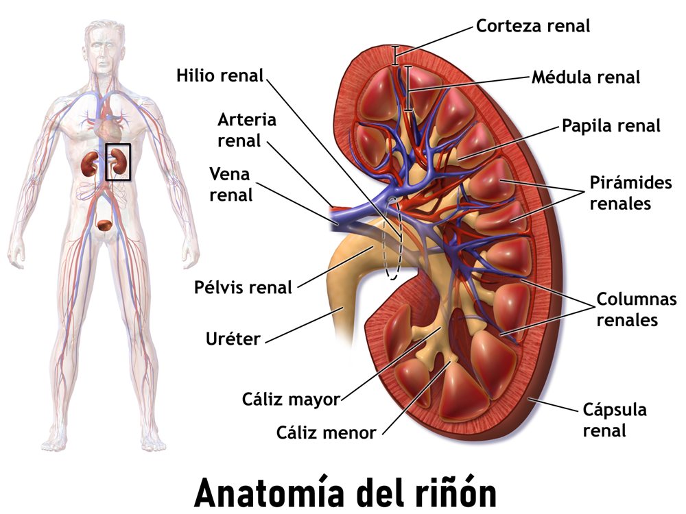 Anatomía del riñón