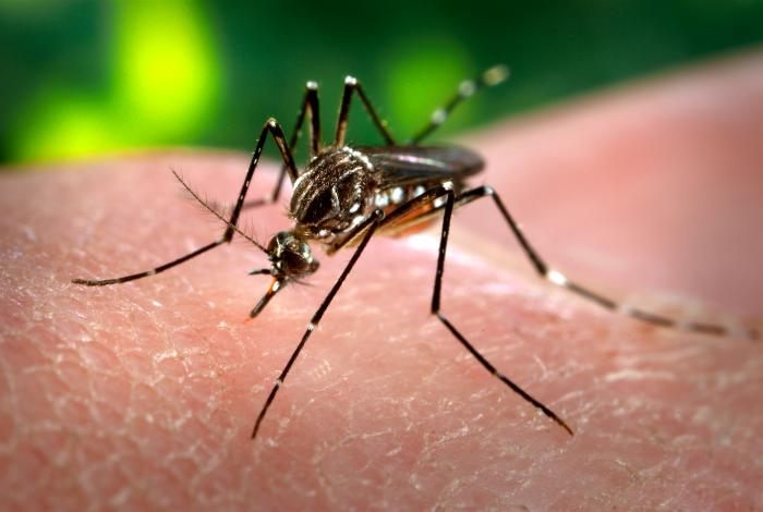 Mosquito Aedes aegypti, transmisor del dengue